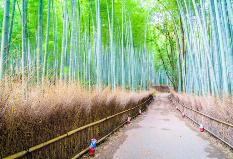 ทัวร์ญี่ปุ่นพรีเมียมที่อาราชิยามะ